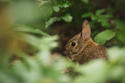 theloyal:  Bunny in the woods by Tammy Schild