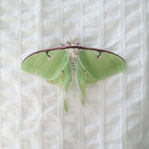 XXX pirumparum:  my first luna moth emerged yesterday. photo