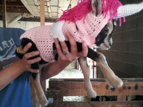 babygoatsandfriends: The mythical goaticorn Via brokenshovels and eltfarms