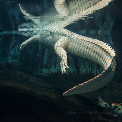 Albino American Alligator swims ©Douglas MacRae  For new work now, always see my Instagram HERE