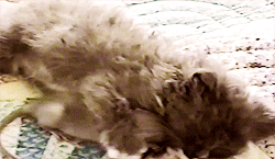adablaine-archive-deactivated20:  mouse cuddles up with kitten [x] 