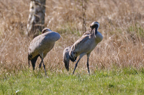 The leaves grow and it becomes more difficult to find the small birds. Ways out: look for big birds 