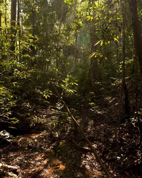 roosterrhys:  #khaoyai #nationalpark #rainforest #forest #nature #khaoyainaturelife #khaoyainational