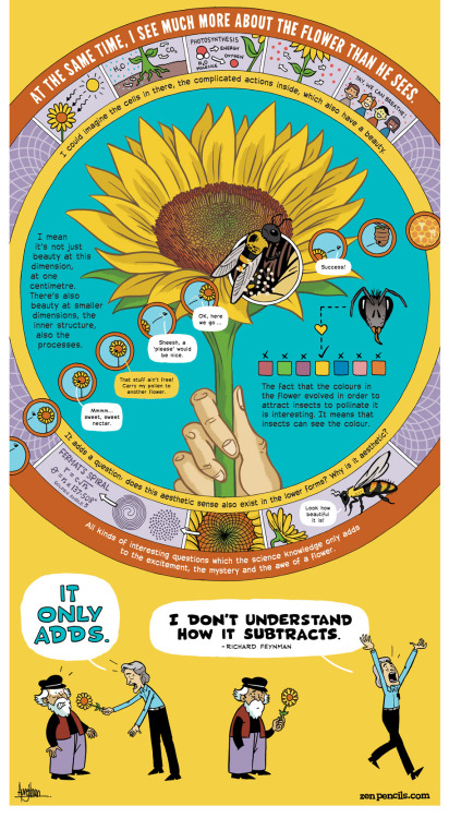 zenpencils:Richard Feynman ‘The beauty of a flower’