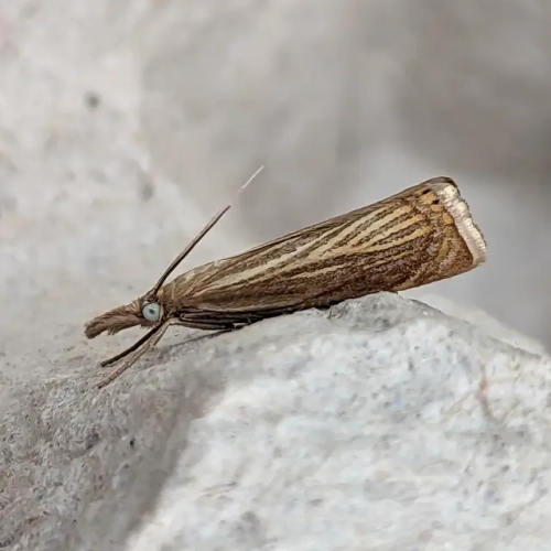 A tiny wedge-shaped and furious looking micromoth on a grey cardboard egg tray. It's got blue eyes, black antennas, and silvery wings with light brown stripes and an orange tinge towards the edge.