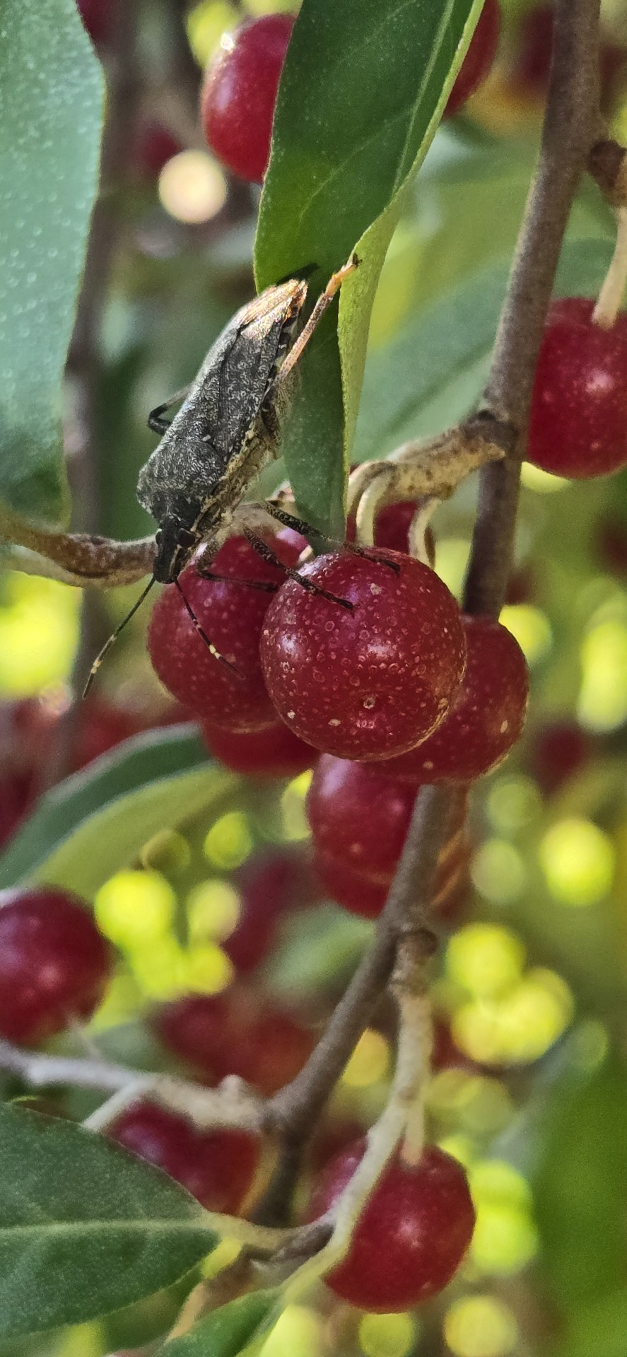 Stinkbug On Some Autumn Olive Berries!!!! (oo)