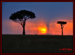 landscapelifescape:  Serengeti, Mara, Tanzania (by M Z Malik)