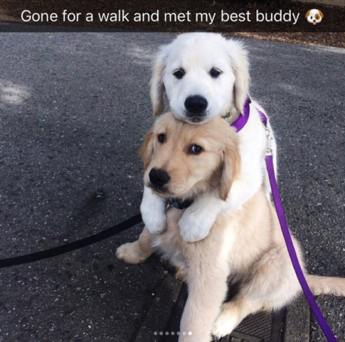 kissmyafropuff: princesskillmonger: babyanimalgifs:Dog snaps im crying I want a puppy so bad We hone