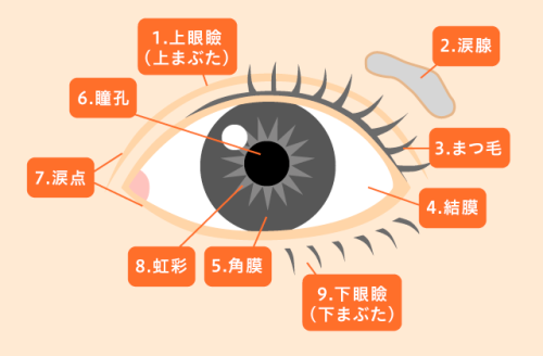 yoimosezu: 1.　上眼瞼　「じょうがんけん」or 上まぶた 「うわまぶた」Upper eyelid 2.　涙腺　「るいせん」 Lacrimal gland  3.　まつ毛　「まつげ」Eyel