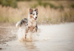 handsomedogs:   Splish Splash   Isabell Albrecht 