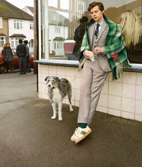 harrystylesdaily: Harry for the Gucci Tailoring Campaign. 