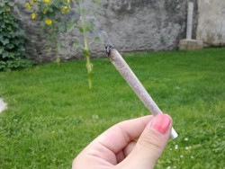 weedhub