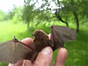 batgod:   a cute bat gif masterpost aka why you should love bats as much as i do here’s part two [x] 