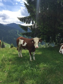 flowermeadoww:Went on a hike today and came across some cows 🐮 they are so cute