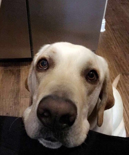 babyanimalgifs:  This has seriously annoyed me so much and I had to post it on here to try and get it around. This is seriously messed up on so many levels. If it were a human, the law would be that it was attempted murder. Please can we get this around