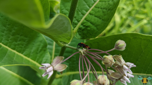 Small Milkweed Bug - Lygaeus kalmiiWith Tuesday’s insect still fresh on our minds (Happy Valentine’s