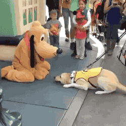 gifsboom:  Service Dog Meets Disney’s Pluto And Has The Best Reaction Ever. [video] 