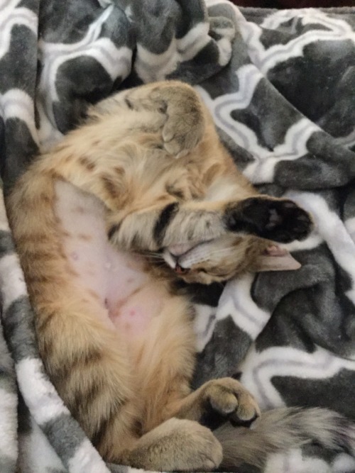 mostlycatsmostly:Stretching, meditation, and yoga are so important to Izzy’s happiness!(submitted by @artnideas)