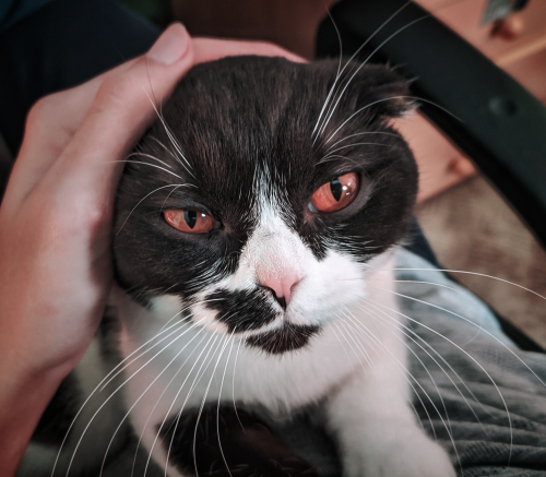 The Lovely Look I Get From Her While Im Studying. Source: R_io_T On Catpictures.