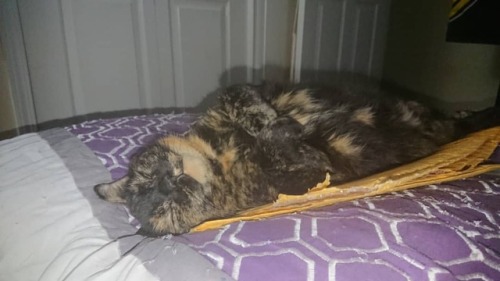 Sadey Sleeping. Wonder What She's Dreaming About. #catselfie #catsleeping #cats