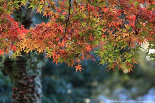 ‘21.11.23 興福寺、浅茅ヶ原にて夜も明けてきて、陽が差してきました。まだ興福寺から400ｍ程しか移動してないのに、もう1時間ほど経っている･･。この季節は足を止めさせる光景が多いです。