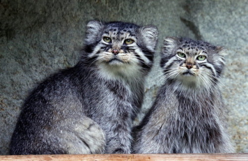 airyairyquitecontrary:mostlycatsmostly:The Pallas Cat.  (via mbibi)AWESOME CATS