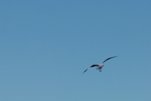 7 September 2015 Surfers Paradise, Queensland