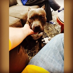 #helovesme #titus #pitbullsofinstagram #cuddlebug #stillapuppy