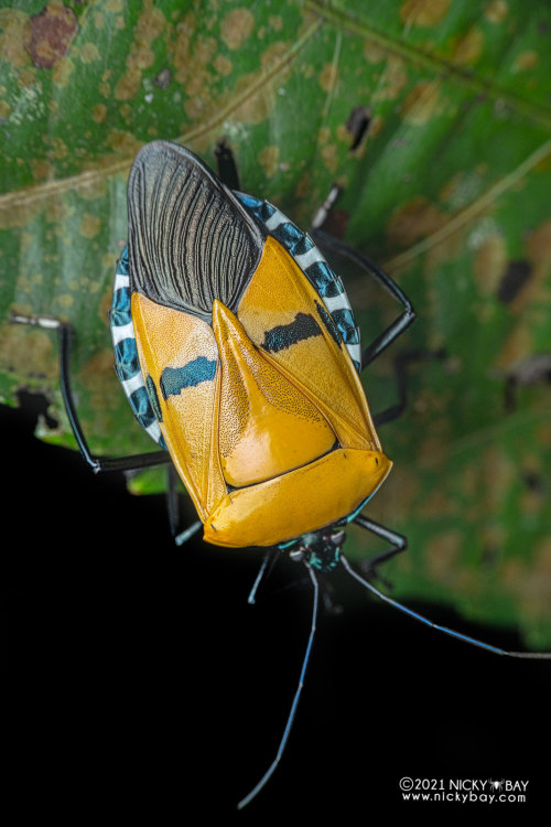 onenicebugperday:Man-faced stink bug, Catacanthus incarnatus, Pentatomidae, HemipteraFound in South 