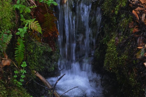 megarah-moon: There’s just something magical about a little waterfall in a forest✨ (Navarro Ri