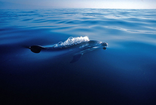 theoceaniswonderful:  Common Dolphin [x][x][x] by fotolen 
