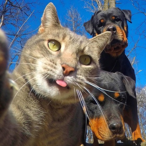 Porn aww-so-pretty:  This cat have better selfies photos