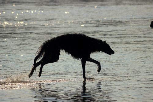 zoi-ish-tales: paper cut borzoi - silhouettes between shade, water and light. @thewavesbrokeonthesho