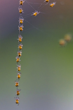 Tarantulacuties:  Ophiason:  Baby Spiders In Line By Tambako The Jaguar On Flickr.