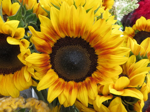 Happy Sunflowers