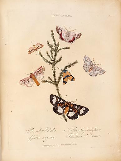 heaveninawildflower:More illustrations of Lepidoptera taken from ‘An epitome of the natural history 