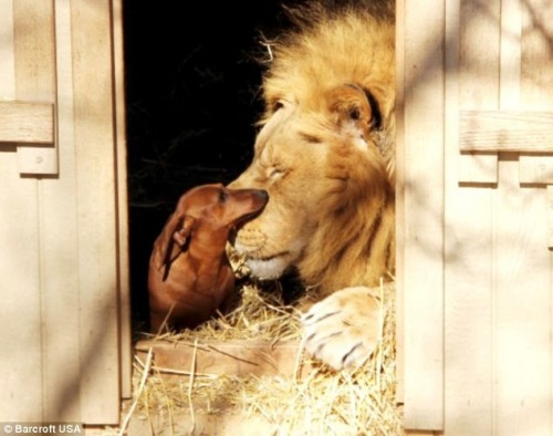  A lion and a miniature sausage dog have formed an unlikely friendship after the little dog took the king of the jungle under his wing as a cub. Bonedigger, a five-year old male lion, and Milo, a seven-year old Dachshund, are so close that Milo helps