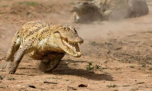 one-for-all-plus-ultra:  animefacialrecognitionsoftware:  stellatheknave:  Valid lads just booking it ouchies    what the fuck thEY CAN RUN  not only can they run but chances are they can run faster than you! 