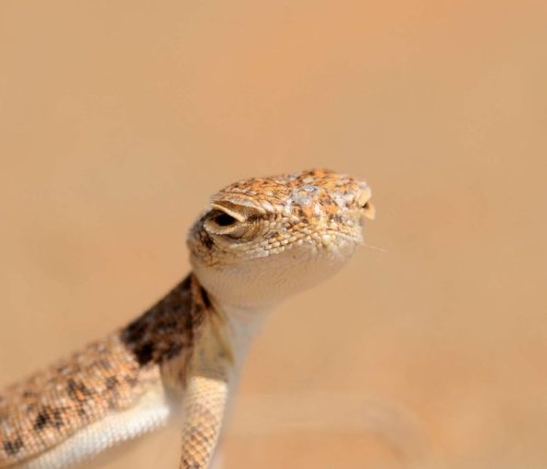 mychestpainwantsacigarette:Toad Headed Agama. What a fascinating little creature.