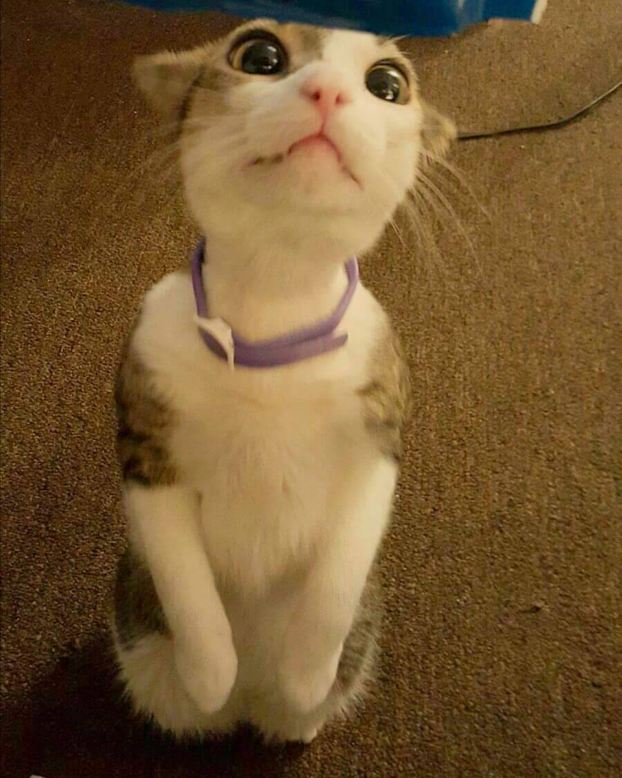 awwww-cute:  My cat Bean Dip😺 (Source: http://ift.tt/1MiVE2s)