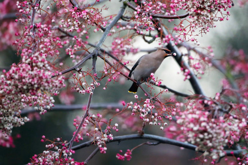 nubbsgalore:every december, waxwings descend on great britain from their native scandanavian breadin