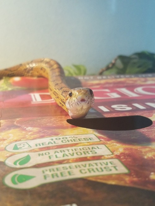 verdibirdyy:This amazing pepperoniboi just turned 10 years old!!!