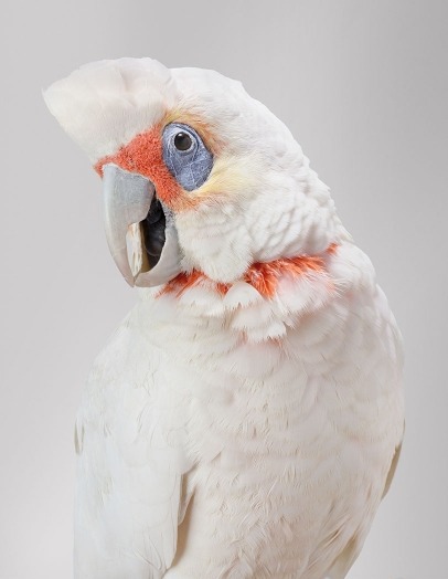 hornorivory:Photographs of wild cockatoos by Leila Jeffreys from her series Bioela.