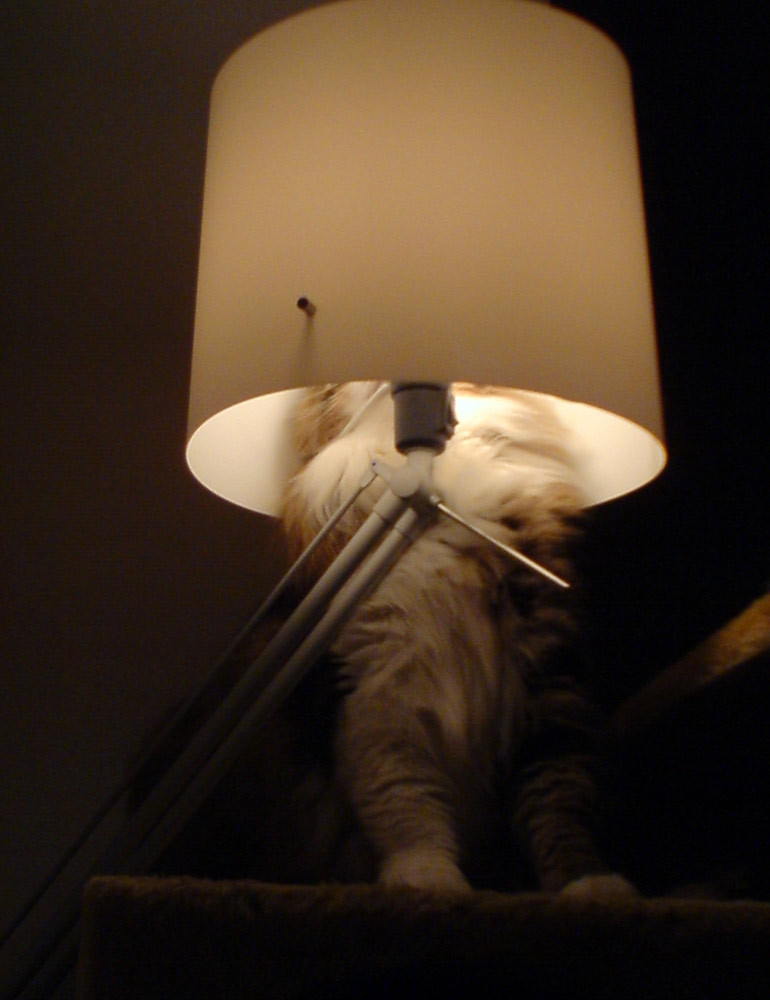 blondibooo:  srsly-cereal:  meowoofau:  13 cats failing at hide and seek As good