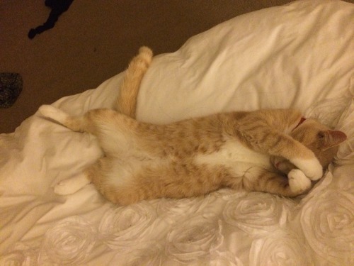 gillianandersonssideboob: important photoset of theo sleeping in various places