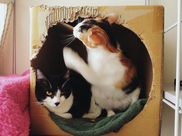 cybergata:  Snuggles in the Kitty Fort by Tetsu hsu on Flickr.