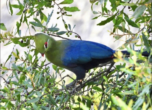 The Knysna Turaco, Also Known As The Knysna Loerie, Is A Large Turaco Species Primarily Found In Southern
