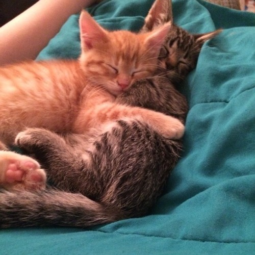 Sex corporation-cats:  Loki and Gambit. pictures