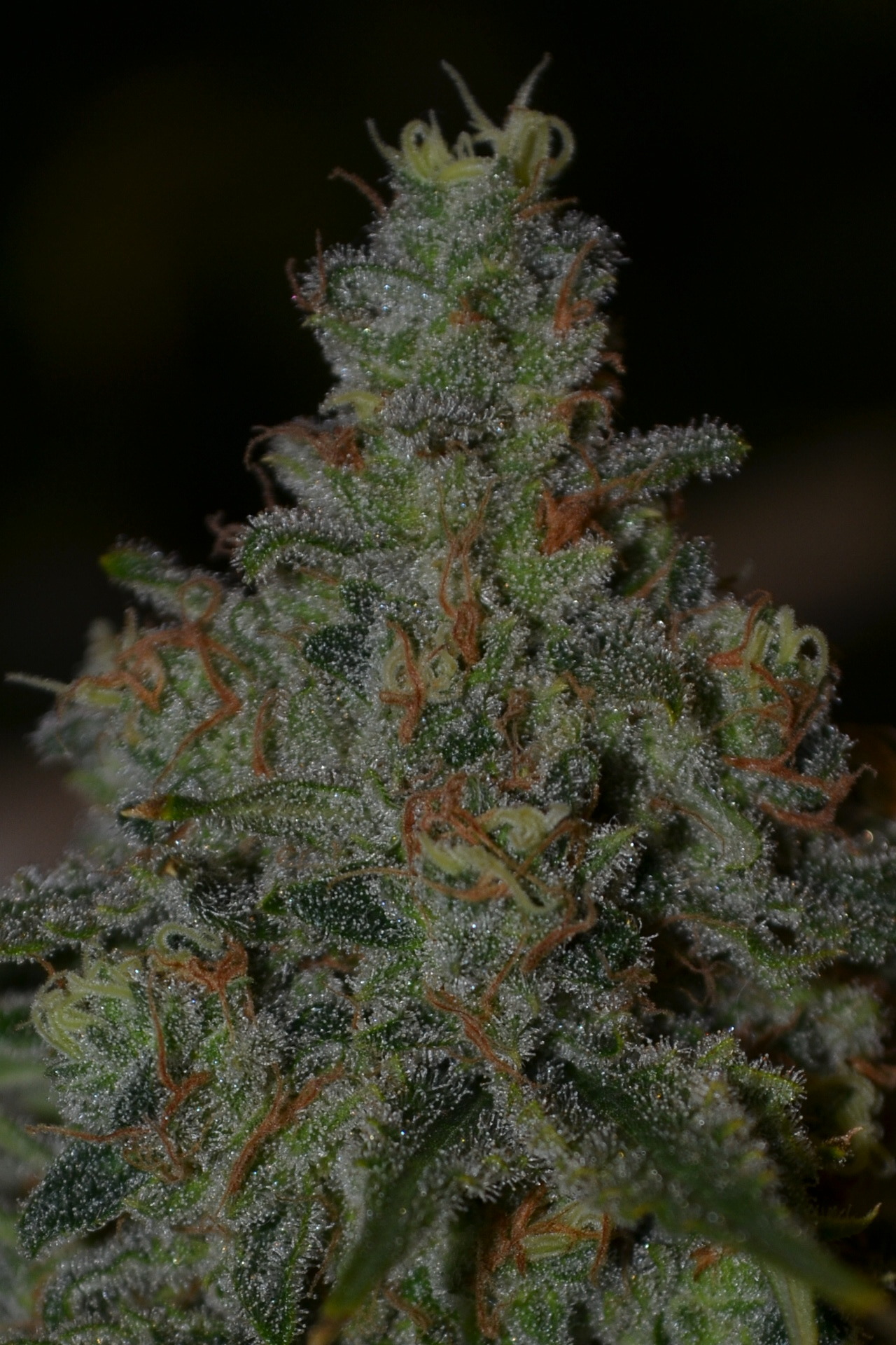 incredible-kush:  This green fire makes the room smell like a lemon factory 