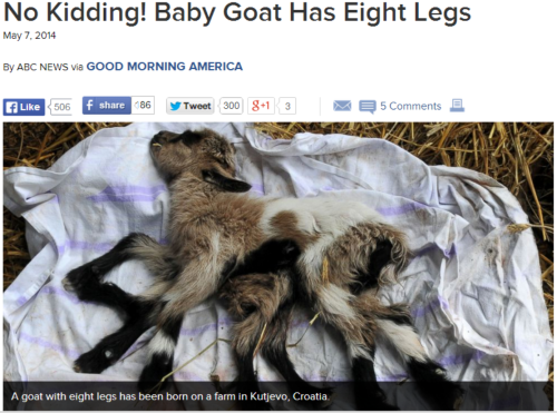 farandolae:  paxamericana:  that’s a pretty cavalier headline for what is surely a dark omen of the impending end times  I wanna hug Sleipnir goat 